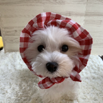 犬の　ぼうしみたいなスヌード👒赤