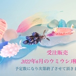 <ミニフィギュア>〜6月のウミウシ3種類〜受注販売〜