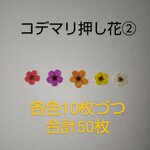コデマリ 押し花 50枚 ②