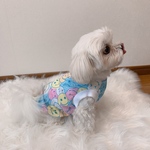 犬服‼︎メッシュニコちゃん☺︎パステルブルー⭐︎XS.S.M.DXS.DS.DM
