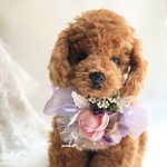 犬お花チョーカー≪パープルアジサイ≫　写真撮影　トリミング　首飾り　犬猫アクセサリー　ヘッドアクセ　うちの子　結婚式