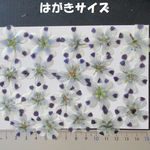 押し花　素材　花いろいろ(ネモフィラ)(１９枚)　２５９