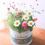❀ジニアと夏のお花の寄せ植え　贈り物にも　