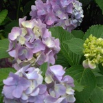 923628様専用ページ✨肩掛け巾着トートバッグ🍀初夏にぴったり涼やか花柄🍀