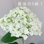 ラスト1鉢！丈夫で手間入らず☆アナベル 5号鉢