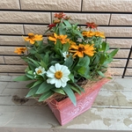 ジニアの寄せ植え
