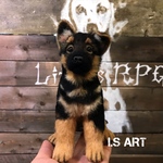 シェパード子犬B