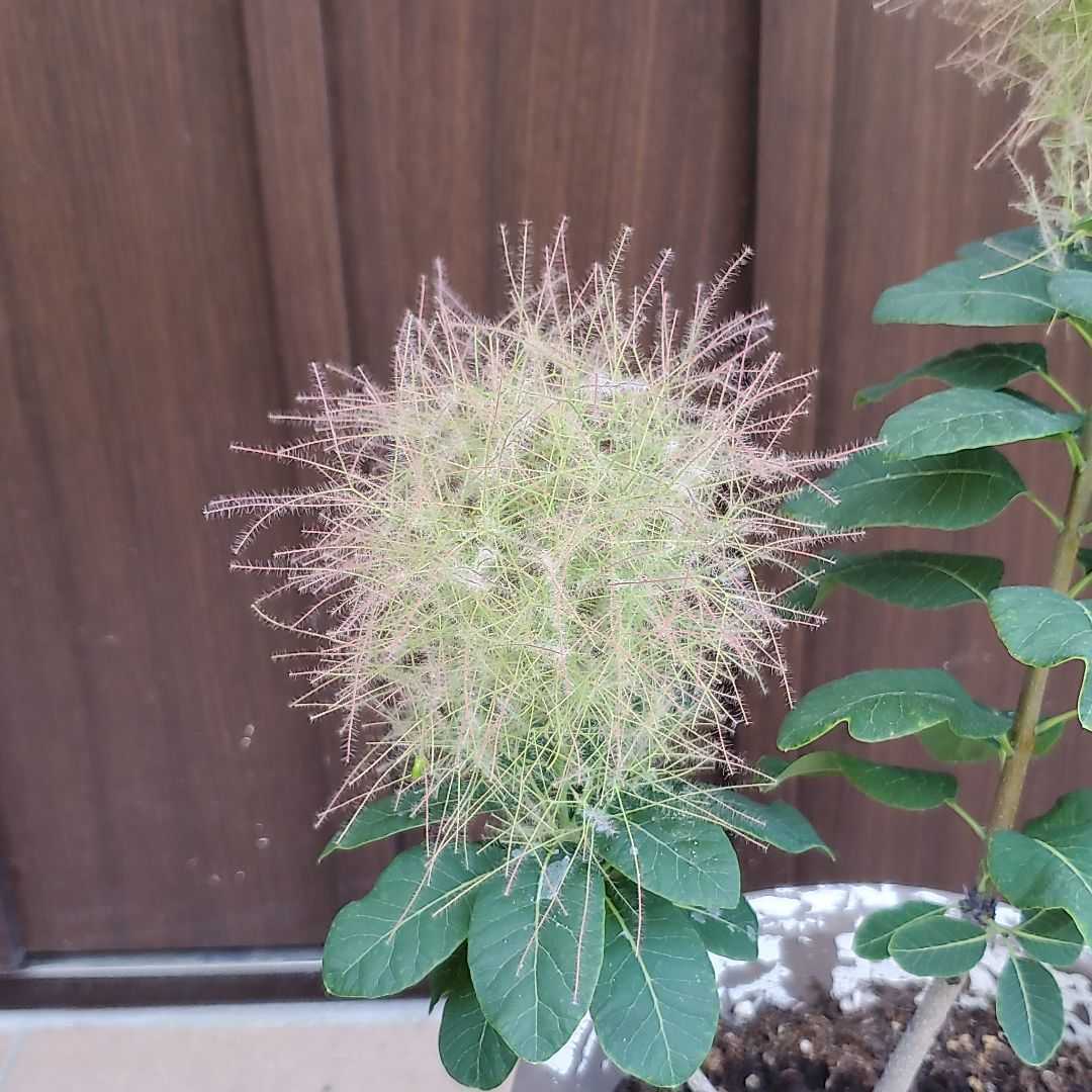 スモークツリー クイン テラコッタ鉢植え 苗木 けむりの木