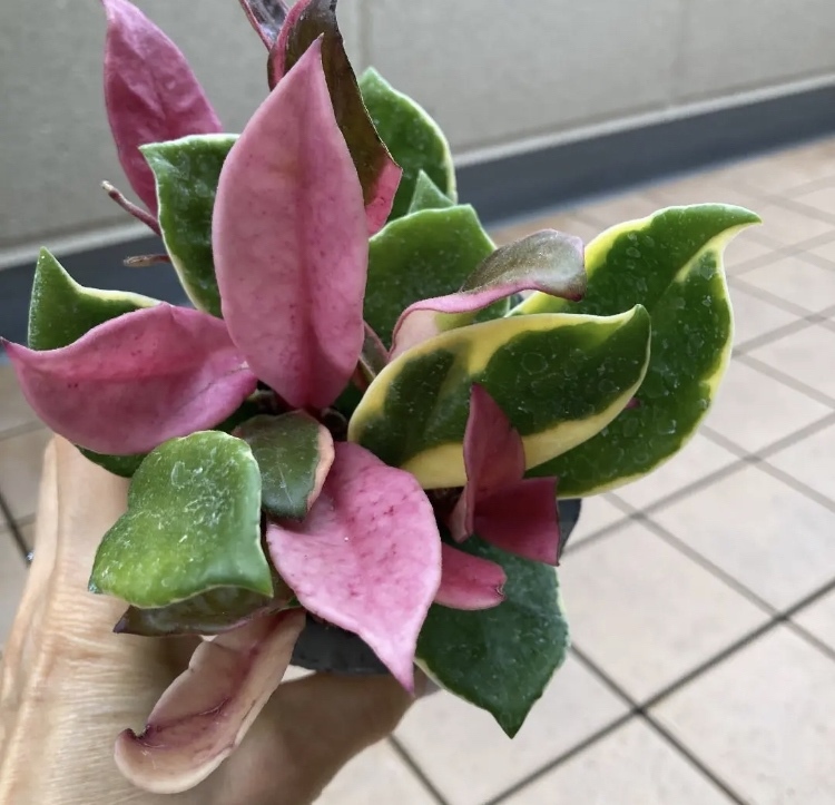 ホヤ カルノーサcrimson queen 抜き苗 - HEIDIHIRO'S GALLERY | minne