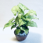 ハイドロカルチャー　シンゴニウム　小石原焼　陶器　観葉植物