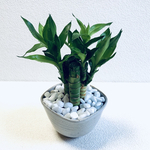 Rie様　専用　ハイドロカルチャー　キングバンブー　縁起の良い植物　小石原焼　陶器　観葉植物