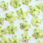 押し花素材(バーベナ50りん)