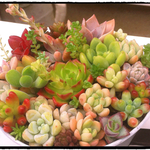 多肉植物☆寄せ植え☆おまかせ20品種☆