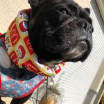熱中症対策★ひえひえクールネックブヒナルドフレブル服パグ服中型犬小型犬フレンチブルドッグ