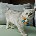 EMY's Gallery 猫襟 ワンちゃん襟 首輪 花モチーフ カギ編み 　犬襟　つけ襟　スタイ　ネックレス
