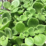 ボリュームたっぷりアロマティカス 抜き苗 1鉢分