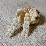 Hawaiian Shells Momi x Kahelelani   