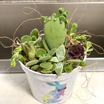 多肉植物 寄せ植え アロマティカス リメ鉢付🪴
