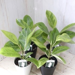 フィカス♡アルテシーマ♡ゴムの木♡観葉植物♡インテリアグリーン♡