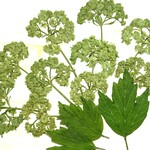 🍀ビバーナム スノーボール〜押し花素材