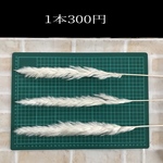 50㎝丈　3本　テールリード　ドライフラワー　ホワイト　