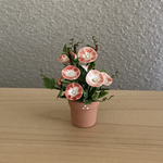 朝顔　6　テラコッタ鉢   