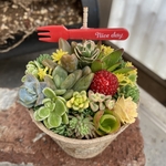 1点限り！多肉寄せ植え
