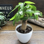 パキラ♡インテリア♡観葉植物♡ガーデニング
