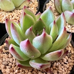 【再販】【多肉植物】ムーンストーン
