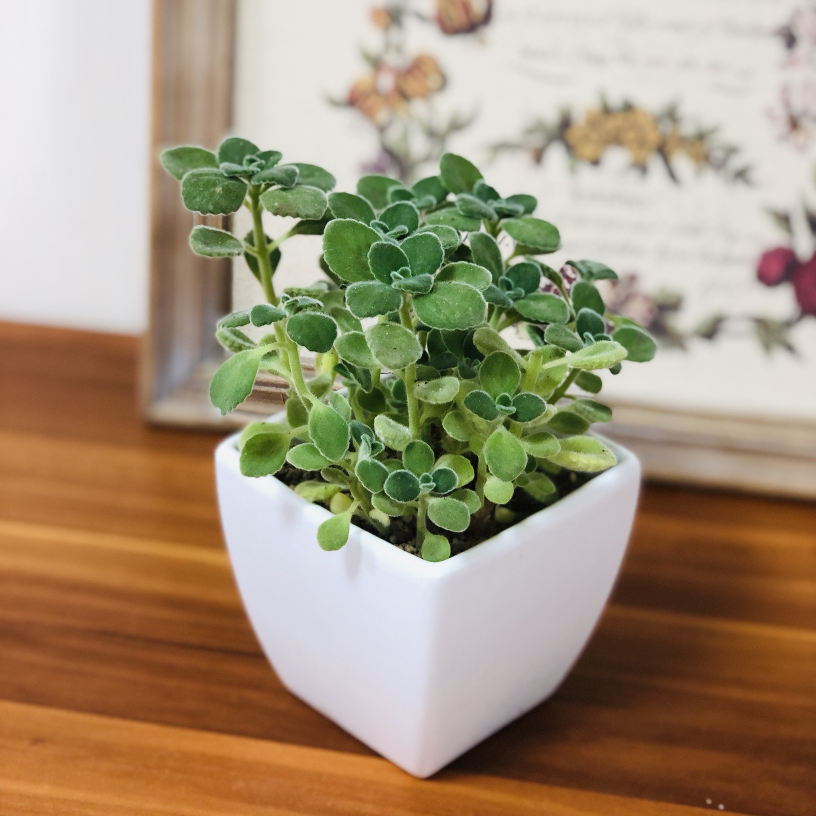 ハイドロカルチャーで育てるアロマティカス 陶器鉢 虫除け 観葉植物 Heart Cube Minne 国内最大級のハンドメイド 手作り通販サイト