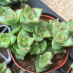 コンジュンクタ☆クラッスラ☆多肉植物