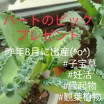 室内栽培 子宝草（マザーリーフ）❤️ 妊活にオススメ