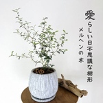 大きなメルヘンの木　5号　丸型陶器鉢　受け皿付き 観葉植物　インテリア