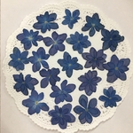  NO.341  デニムカラーの八重紫陽花 ミニ／押し花素材