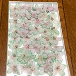 20  まころんが作った美しいミントグリーンの千鳥草のドライフラワーです‼️