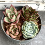 大きめ多肉植物カット苗【寄せ植えにどうぞ🌸】