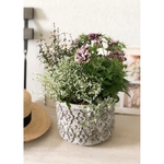 Petunia•Juliet   *.・Second Season ・.*寄せ植え