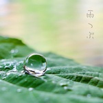 雨粒 （固定）。。。スタッドピアス• ノンホールピアス（アレルギー対応）