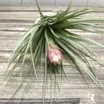 大株！  花芽付き♡ Tillandsia コットンキャンディ ライトグリーン