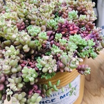 ぷっくり大粒 パープルヘイズ 可愛い花も咲きます 多肉植物
