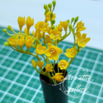 ミニチュアフラワー無邪気なフリージア