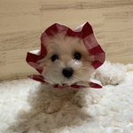 《再販》犬の　ぼうしみたいなスヌード👒　あかいろ