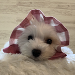 犬の　ぼうしみたいなスヌード👒ぴんくいろ