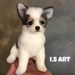 チワワ♡