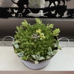 朧月、セダムの寄せ植え 多肉植物🪴