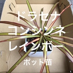 【SALE・傷あり】ドラセナ コンシンネ レインボー ポット苗 観葉植物
