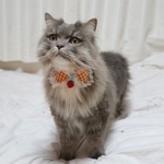 猫用首輪　オレンジチェック柄いちご付き