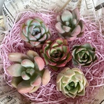 【多肉植物】新品種入り！カット苗6種セット♫