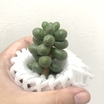 緑亀の卵 多肉植物 カット苗 