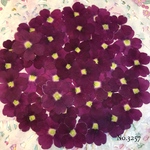 ♡new♡作家様必見♡ 人気のバーベナがいっぱい♡ 押し花セット